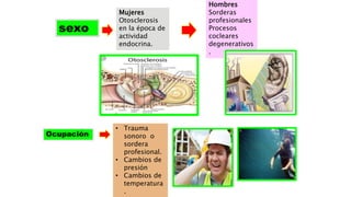 sexo
Mujeres
Otosclerosis
en la época de
actividad
endocrina.
Hombres
Sorderas
profesionales
Procesos
cocleares
degenerativos
.
Ocupación
• Trauma
sonoro o
sordera
profesional.
• Cambios de
presión
• Cambios de
temperatura
.
 