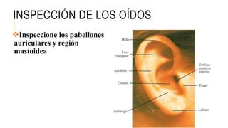 INSPECCIÓN DE LOS OÍDOS
Inspeccione los pabellones
auriculares y región
mastoidea
 