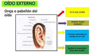 OÍDO EXTERNO
Es lo mas visibleOreja o pabellón del
oído
Inserta: hueso
temporal
Funcion:concentra el
sonido en el CAE
facilita la trasmisión
física del sonido
 