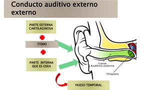 Conducto auditivo externo
externo
PARTE EXTERNA
CARTILAGINOSA
PARTE INTERNA
QUE ES OSEA
HUESO TEMPORAL
ITSMO
 