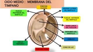 OIDO MEDIO : MEMBRANA DEL
TIMPANO PORCION
FLACIDA APOFISIS LATERAL
DEL MARTILLO
PLIEGUE ANTERIOR
DEL MARTILLO
PORCION TENSA
RAMA LARGA
DEL YUGULAR
MANUBRIO DEL
MARTILLO
CONO DE LUZ
ANILLO
TIMPANICO
OMBLIGO
PLIEGUE
POSTERIOR DEL
MARTILLO
 