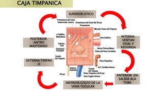 CAJA TIMPANICA
INTERNA:
VENTAN
OVAL Y
REDONDA
ANTERIOR :DA
SALIDA ALA
TUBAINFERIOR:GOLFO DE LA
VENA YUGULAR
SUPERIOR:ATICO
POSTERIOR
:ANTRO
MASTOIDEO
EXTERNA:TINPAN
O
 