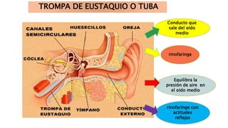 TROMPA DE EUSTAQUIO O TUBA
Conducto que
sale del oído
medio
rinofaringe
Equilibra la
presión de aire en
el oido medio
rinofaringe con
actitudes
reflejas
 