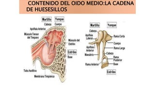 CONTENIDO DEL OIDO MEDIO:LA CADENA
DE HUESESILLOS
 
