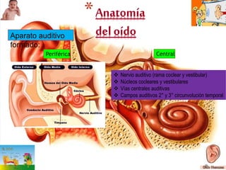 *Anatomía
del oídoAparato auditivo
formado:
Periférica Central
 Nervio auditivo (rama coclear y vestibular)
 Núcleos cocleares y vestibulares
 Vías centrales auditivas
 Campos auditivos 2° y 3° circunvolución temporal
 