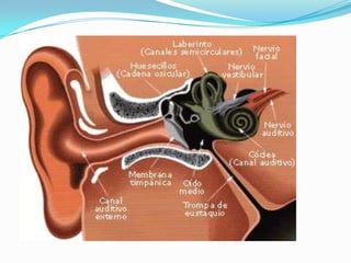 Anatomia de Oído 