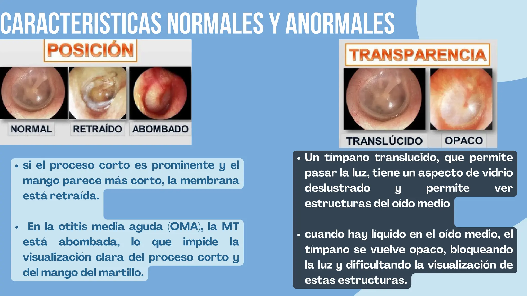 OÍDO, membrana timpánica, estructura y anatomía | PPT