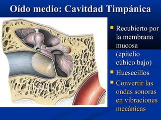 Oído medio: Cavitdad Timpánica





Recubierto por
la membrana
mucosa
(epitelio
cúbico bajo)
Huesecillos
Convertir las
ondas sonoras
en vibraciones
mecánicas

 