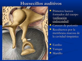 Huesecillos auditivos









Primeros huesos
formados del cuerpo
(osificación
endocondral)
Carecen de periostio
Recubiertos por la
membrana mucosa de
la cavitdad timpánica
Estribo
Yunque
Martillo

 