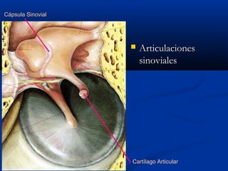 Cápsula Sinovial



Articulaciones
sinoviales

Cartílago Articular

 