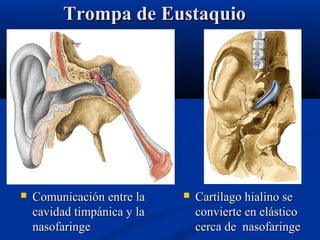 Trompa de Eustaquio



Comunicación entre la
cavidad timpánica y la
nasofaringe



Cartílago hialino se
convierte en elástico
cerca de nasofaringe

 
