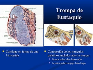Trompa de
Eustaquio



Cartílago en forma de una
J invertida



Contracción de los músculos
palatinos anclados abre la trompa



Tensor palati abre lado corto
Levator palati empuja lado largo

 