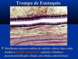 Trompa de Esutaquio



Membrana mucosa cambia de epitelio cúbico bajo (oído
medio) a epitelio respiratorio (epitelio cilíndrico
pseudoestratificado ciliado con células caliciformes)

 
