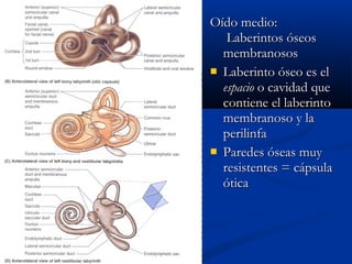 Oído medio:
Laberintos óseos
membranosos
 Laberinto óseo es el
espacio o cavidad que
contiene el laberinto
membranoso y la
perilinfa
 Paredes óseas muy
resistentes = cápsula
ótica

 
