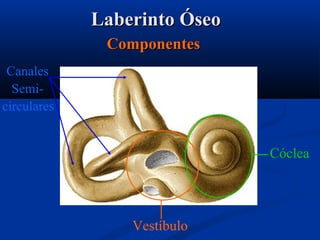 Laberinto Óseo
Componentes
Canales
Semicirculares

Cóclea

Vestíbulo

 