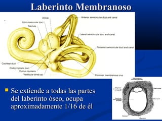 Laberinto Membranoso



Se extiende a todas las partes
del laberinto óseo, ocupa
aproximadamente 1/16 de él

 