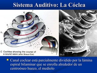 Sistema Auditivo: La Cóclea



Canal coclear está parcialmente dividido por la lámina
espiral bilaminar que se enrolla alrededor de un
centroóseo hueco, el mediolo

 