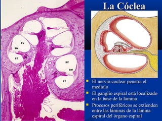 La Cóclea





El nervio coclear penetra el
mediolo
El ganglio espiral está localizado
en la base de la lámina
Procesos periféricos se extienden
entre las láminas de la lámina
espiral del órgano espiral

 
