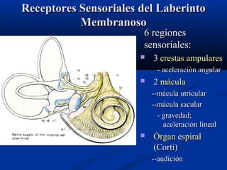 Receptores Sensoriales del Laberinto
Membranoso
6 regiones
sensoriales:



3 crestas ampulares
- aceleración angular



2 mácula
--mácula utricular
--mácula sacular
- gravedad;
aceleración lineal



Órgan espiral
(Corti)
--audición

 