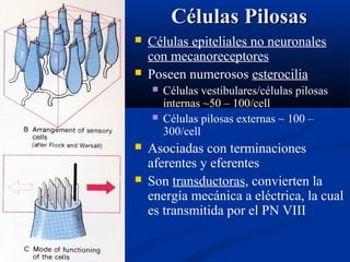 Células Pilosas



Células epiteliales no neuronales
con mecanoreceptores
Poseen numerosos esterocilia






Células vestibulares/células pilosas
internas ~50 – 100/cell
Células pilosas externas ~ 100 –
300/cell

Asociadas con terminaciones
aferentes y eferentes
Son transductoras, convierten la
energía mecánica a eléctrica, la cual
es transmitida por el PN VIII

 