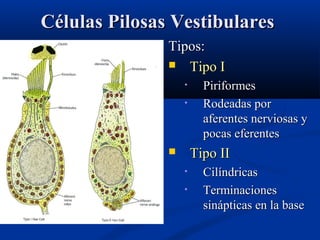 Células Pilosas Vestibulares
Tipos:
 Tipo I
•
•

Piriformes
Rodeadas por
aferentes nerviosas y
pocas eferentes

Tipo II


•
•

Cilíndricas
Terminaciones
sinápticas en la base

 