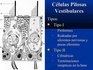 Células Pilosas
Vestibulares
Tipos:
 Tipo I
•
•

Piriformes
Rodeadas por
aferentes nerviosas y
pocas eferentes

Tipo II


•
•

Cilíndricas
Terminaciones
sinápticas en la base

 