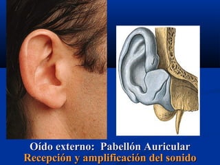 Oído externo: Pabellón Auricular
Recepción y amplificación del sonido

 