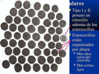 Células Pilosas Vestibulares




Tipo I y II
poseen un
cinocilio
además de los
estereocilios
Estereocilios
están
organizados
por altura:
Más altos
cerca del
cinocilio
 Más cortos
lejos


Ross, Romrell & Kaye, Plate 24.10

 