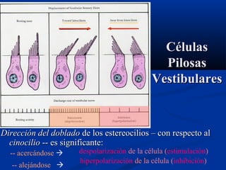 Células
Pilosas
Vestibulares

Dirección del doblado de los estereocilios – con respecto al
cinocilio -- es significante:
-- acercándose 
-- alejándose 

despolarización de la célula (estimulación)
hiperpolarización de la célula (inhibición)

 