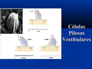 Células
Pilosas
Vestibulares

 