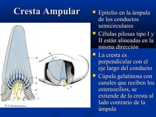 Cresta Ampular









Epitelio en la ámpula
de los conductos
semicirculares
Células pilosas tipo I y
II están alineadas en la
misma dirección
La cresta es
perpendicular con el
eje largo del conducto
Cúpula gelatinosa con
canales que reciben los
estereocilios, se
extiende de la cresta al
lado contrario de la
ámpula

 