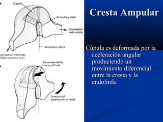 Cresta Ampular

Cúpula es deformada por la
aceleración angular
produciendo un
movimiento diferencial
entre la cresta y la
endolinfa

 