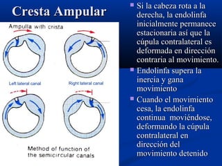 Cresta Ampular

Left lateral canal

Right lateral canal

Si la cabeza rota a la
derecha, la endolinfa
inicialmente permanece
estacionaria así que la
cúpula contralateral es
deformada en dirección
contraria al movimiento.
 Endolinfa supera la
inercia y gana
movimiento
 Cuando el movimiento
cesa, la endolinfa
continua moviéndose,
deformando la cúpula
contralateral en
dirección del
movimiento detenido


 