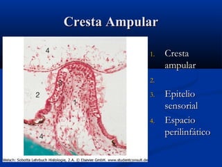 Cresta Ampular
1.

Cresta
ampular

2.
3.

4.

Epitelio
sensorial
Espacio
perilinfático

 
