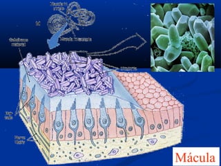 Mácula

 