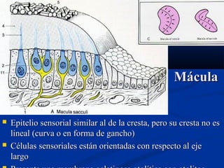 Mácula





Epitelio sensorial similar al de la cresta, pero su cresta no es
lineal (curva o en forma de gancho)
Células sensoriales están orientadas con respecto al eje
largo

 