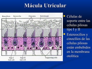 Mácula Utricular




Células de
soporte entre las
células pilosas
tipe I y II
Estereocilios y
cinocilios de las
células pilosas
están embebidos
en la membrana
otolítica

 
