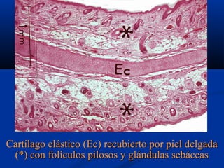 Cartílago elástico (Ec) recubierto por piel delgada
(*) con folículos pilosos y glándulas sebáceas

 