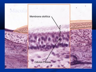 Macula
Membrana otolítica

Células Pilosas

 