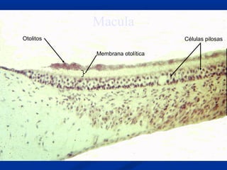 Macula
Otolitos

Células pilosas
Membrana otolítica

 