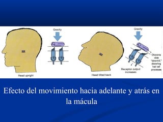 Efecto del movimiento hacia adelante y atrás en
la mácula

 