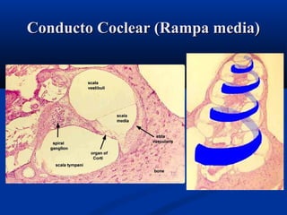 Conducto Coclear (Rampa media)

 