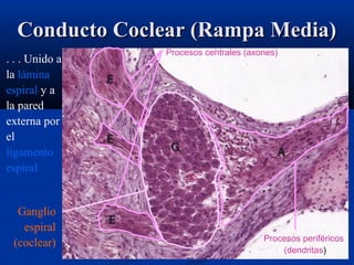 Conducto Coclear (Rampa Media)
. . . Unido a
la lámina
espiral y a
la pared
externa por
el
ligamento
espiral

Ganglio
espiral
(coclear)

Procesos centrales (axones)

Spiral
ligament

Spiral
lamina
Procesos periféricos
(dendritas)

 