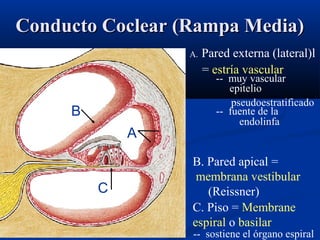Conducto Coclear (Rampa Media)
A.

B
A

C

Pared externa (lateral)l
= estría vascular
-- muy vascular
epitelio
pseudoestratificado
-- fuente de la
endolinfa

B. Pared apical =
membrana vestibular
(Reissner)
C. Piso = Membrane
espiral o basilar

-- sostiene el órgano espiral

 