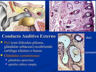 Conducto Auditivo Externo




Piel (con folículos pilosos,
glándulas sebáceas) recubriendo
cartílago elástico o hueso
Glándulas ceruminosas:



glándulas apócrinas
epitelio cúbico simple

duct

cerumen

 