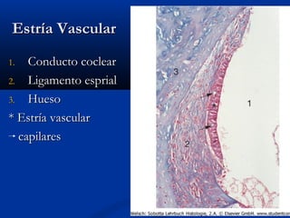 Estría Vascular
Conducto coclear
2. Ligamento esprial
3. Hueso
* Estría vascular
capilares
1.

 