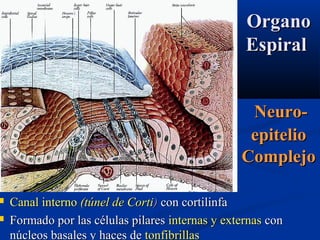 



Organo
Espiral
Neuroepitelio
Complejo
Canal interno (túnel de Corti) con cortilinfa
Formado por las células pilares internas y externas con
núcleos basales y haces de tonfibrillas

 