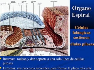 



Organo
Espiral
Células
falángicas
sostienen

células pilosas

Internas: rodean y dan soporte a una sólo línea de células
pilosas
Externas: sus procesos ascienden para formar la placa reticular

 
