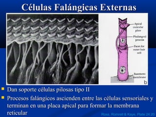 Células Falángicas Externas




Dan soporte células pilosas tipo II
Procesos falángicos ascienden entre las células sensoriales y
terminan en una placa apical para formar la membrana
reticular
Ross, Romrell & Kaye, Plate 24.20

 