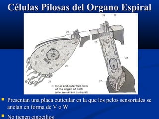 Células Pilosas del Organo Espiral



Presentan una placa cuticular en la que los pelos sensoriales se
anclan en forma de V o W



No tienen cinocilios

 